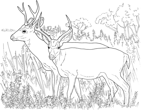 Two White Tailed Deers Coloring Page